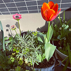 観葉植物/植物のある暮らし/花の寄せ植え/ガーデニング/ベランダからの景色...などのインテリア実例 - 2022-04-03 08:25:31