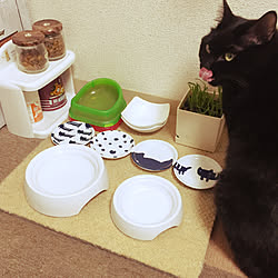 ダイソー 餌入れのインテリア実例 Roomclip ルームクリップ