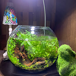 水草の種のインテリア実例 Roomclip ルームクリップ 水草の種のインテリア実例 Roomclip ルームクリップ