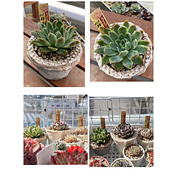 多肉植物 ガーデニング初心者 ガーデニング勉強中 庭 100均 などのインテリア実例 05 17 10 19 16 Roomclip ルームクリップ