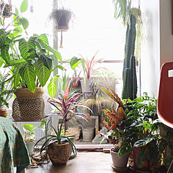 植物のある暮らし/グリーンインテリア/ミッドセンチュリー/植物/グリーンディスプレイ...などのインテリア実例 - 2020-10-09 18:33:12