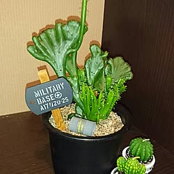 玄関/入り口/いつもいいねやコメありがとうございます♡/みなさんの素敵なインテリアに癒されてます/ワンコと暮らす家/カリフォルニアスタイルに憧れる...などのインテリア実例 - 2016-09-04 20:12:42