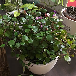 机/雑貨大好き♡/いつもいいね!ありがとうございます♪/見てくれてありがとうございます♡/植物...などのインテリア実例 - 2019-03-03 22:49:51
