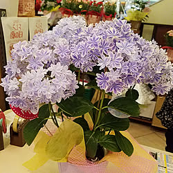 大栄花園 ブリーディングセレクション 紫陽花 母の日プレゼント 小さな花壇 などのインテリア実例 21 05 24 15 43 Roomclip ルームクリップ