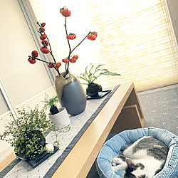 赤なす/シノブ苔玉/ギボウシの苔玉/ワイヤープランツの苔玉/RCの皆さまに感謝♡...などのインテリア実例 - 2020-09-01 15:45:52