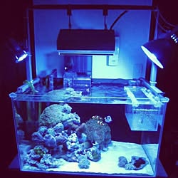 水槽 海水魚水槽 アクアリウム 照明のインテリア実例 15 08 02 22 15 28 Roomclip ルームクリップ 水槽 海水魚水槽 アクアリウム 照明のインテリア実例 15 08 02 22 15 28 Roomclip ルームクリップ