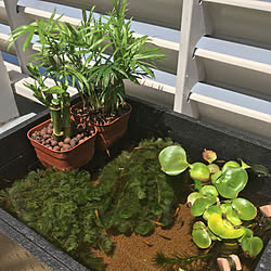 ダイソーサラダボール3 5l ビオトープ メダカ 棚のインテリア実例 17 07 15 17 46 10 Roomclip ルームクリップ