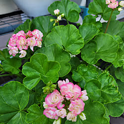 雨よけdiyのインテリア 手作りの実例 Roomclip ルームクリップ