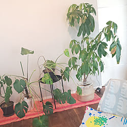 植物 パイナップル栽培のインテリア実例 Roomclip ルームクリップ