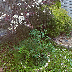 花壇 ブルーベリーのインテリア実例 Roomclip ルームクリップ