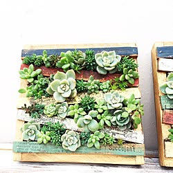 部屋全体/多肉寄せ植え/多肉植物/オカモク/okamoku...などのインテリア実例 - 2017-02-12 14:02:22
