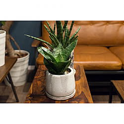 棚/観葉植物/植物/家具/NO GREEN NO LIFE...などのインテリア実例 - 2020-01-06 16:31:17