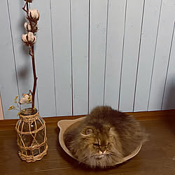 猫 おもちゃのインテリア実例 Roomclip ルームクリップ