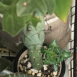 多肉 1 6材のインテリア実例 Roomclip ルームクリップ