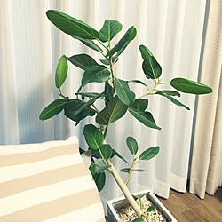 ベンガルゴムの木のインテリア実例 Roomclip ルームクリップ ベンガルゴムの木のインテリア実例 Roomclip ルームクリップ