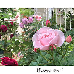 香りのある薔薇/ナエマ/好きな時間/記録として/薔薇の庭をめざして...などのインテリア実例 - 2022-05-28 22:11:17