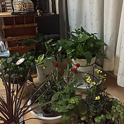 おやすみなのだぁー_( _︶⌓︶ )_/明日から断捨離スタート/断捨離って勇気必要ですね?/emi自作の棚捨てまーすㅠ_ㅠ/あの棚捨てるょぉー!...などのインテリア実例 - 2018-09-24 00:58:05