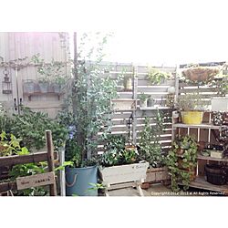 壁/天井/ベランダガーデニング/ai's small garden/植物/DIY...などのインテリア実例 - 2013-06-17 16:51:35