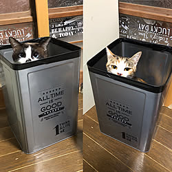 ベッド周り/ステッカー貼っただけ/一斗缶いただいたのでリメイク/昭和の家/猫...などのインテリア実例 - 2018-03-08 06:37:03