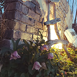 クリスマスローズ/流木ラダー/ワーゲンビートルのお尻/花のある暮らし/男前も可愛いも好き...などのインテリア実例 - 2019-03-15 19:32:01