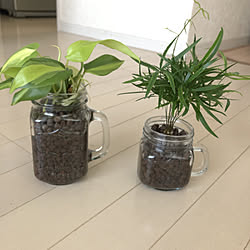 ガラス雑貨 観葉植物 ダイソー ポトス ハイドロカルチャー などのインテリア実例 08 04 00 31 Roomclip ルームクリップ