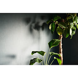 NO GREEN NO LIFE/グリーンのある暮らし/ゴムの木/壁/天井/観葉植物...などのインテリア実例 - 2020-01-13 20:15:08