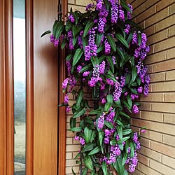 つる性植物好き ジングルベル クレマチスシホルサ 常緑クレマチス 冬の花 などのインテリア実例 22 01 05 23 56 22 Roomclip ルームクリップ つる性植物好き ジングルベル クレマチスシホルサ 常緑クレマチス 冬の花 などのインテリア実例 22 01 05 23 56 22 Roomclip ルームクリップ