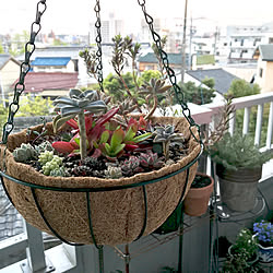 植物のある暮らし/植物のあり過ぎる暮らし/多肉植物/築20年/賃貸...などのインテリア実例 - 2018-04-23 01:14:11