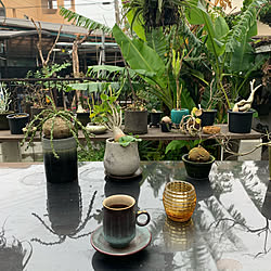 陶芸家/GREENのある暮らし/green/植物のある暮らし/植物...などのインテリア実例 - 2019-11-26 09:58:38