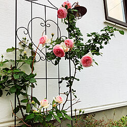 薔薇/ピエールドゥロンサール/薔薇のある暮らし/玄関/入り口のインテリア実例 - 2021-06-08 14:25:43