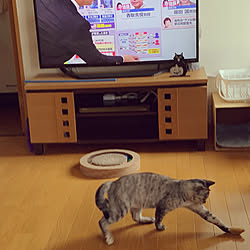 癒し/1LDK 1人暮らし/50代/一人暮らし/1LDK...などのインテリア実例 - 2019-10-09 18:17:40