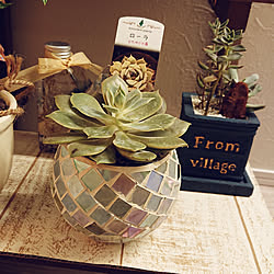 棚/観葉植物/グリーンのある暮らし/観葉植物のある暮らし/観葉植物のある部屋...などのインテリア実例 - 2020-07-16 19:22:22