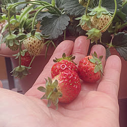 イチゴ ベランダのインテリア実例 Roomclip ルームクリップ