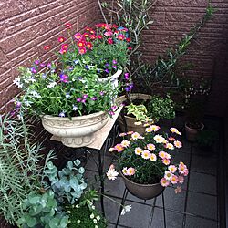 玄関/入り口/ユーカリ/ロベリア/オリーブ/植物...などのインテリア実例 - 2016-05-26 22:40:27