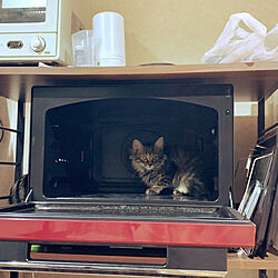 保護猫/ねこと暮らす/ねこのいる日常/キッチンのインテリア実例 - 2021-10-29 14:29:24