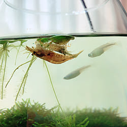 水槽 浮草のインテリア実例 Roomclip ルームクリップ