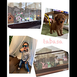 娘んちの犬/わんこ/犬/トイプードル2ヶ月/トイプードル...などのインテリア実例 - 2019-03-06 10:14:49