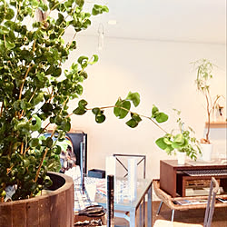 壁 天井 観葉植物 光合成促進白色led電球 一人暮らし Alohalightのインテリア実例 18 11 12 07 45 10 Roomclip ルームクリップ 壁 天井 観葉植物 光合成促進白色led電球 一人暮らし Alohalightのインテリア実例 18 11 12 07 45 10 Roomclip ルームクリップ