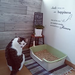 猫 ねこ ごごナマ テレビ番組のインテリア実例 17 05 30 10 40 15 Roomclip ルームクリップ