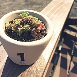 多肉植物 雑草だらけのインテリア実例 Roomclip ルームクリップ 多肉植物 雑草だらけのインテリア実例 Roomclip ルームクリップ
