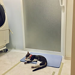 ホームコーディ/珪藻土バスマット/いつもいいねありがとうございます♡/猫ばかりでごめんない/ギジトラ白...などのインテリア実例 - 2019-08-04 11:28:09
