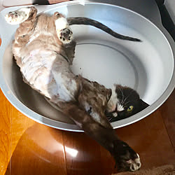 猫鍋 ニトリ ねこのいる日常 Room Clipとの出会いに感謝 猫の部屋 などのインテリア実例 19 06 08 07 07 01 Roomclip ルームクリップ