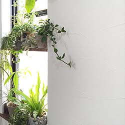 部屋全体/関西好きやねん会/中古住宅/ボタニカルライフ/【植中毒】...などのインテリア実例 - 2016-05-19 09:07:48