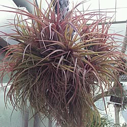 壁/天井/チランジア/男は黙ってぇ~ヘゴ付け!!/タグの使い方間違ってる/部屋じゃなくてゴメンなさい...などのインテリア実例 - 2015-12-05 21:58:42