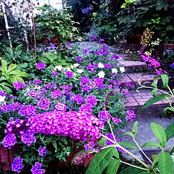 サントリー 花手毬 絢 ゆきのしろ 挿木 挿木で増やす 手作りの庭 アプローチは全てdiy などのインテリア実例 17 05 28 09 14 33 Roomclip ルームクリップ