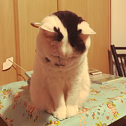 高齢猫のインテリア実例 ｜ RoomClip（ルームクリップ）