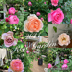 バラ/カフェ風/花のある暮らし/バラの庭/雑貨...などのインテリア実例 - 2021-05-14 11:20:51
