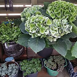 いいね!ありがとうございます♪/フォロワー様に感謝です !/紫陽花/賃貸でも楽しく♪/自己満足( ̄^ ̄)ゞ...などのインテリア実例 - 2017-06-16 14:52:16
