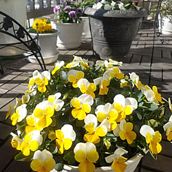 玄関/入り口/お花/花のある暮らし/植物のある暮らし/ベランダガーデニング...などのインテリア実例 - 2020-02-09 10:20:24