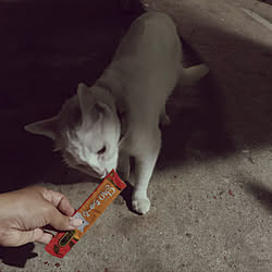 外猫/インテリアじゃなくてごめんなさい/ねこのいる日常/ねこと暮らす/ねこのいる暮らし...などのインテリア実例 - 2019-07-02 09:52:32